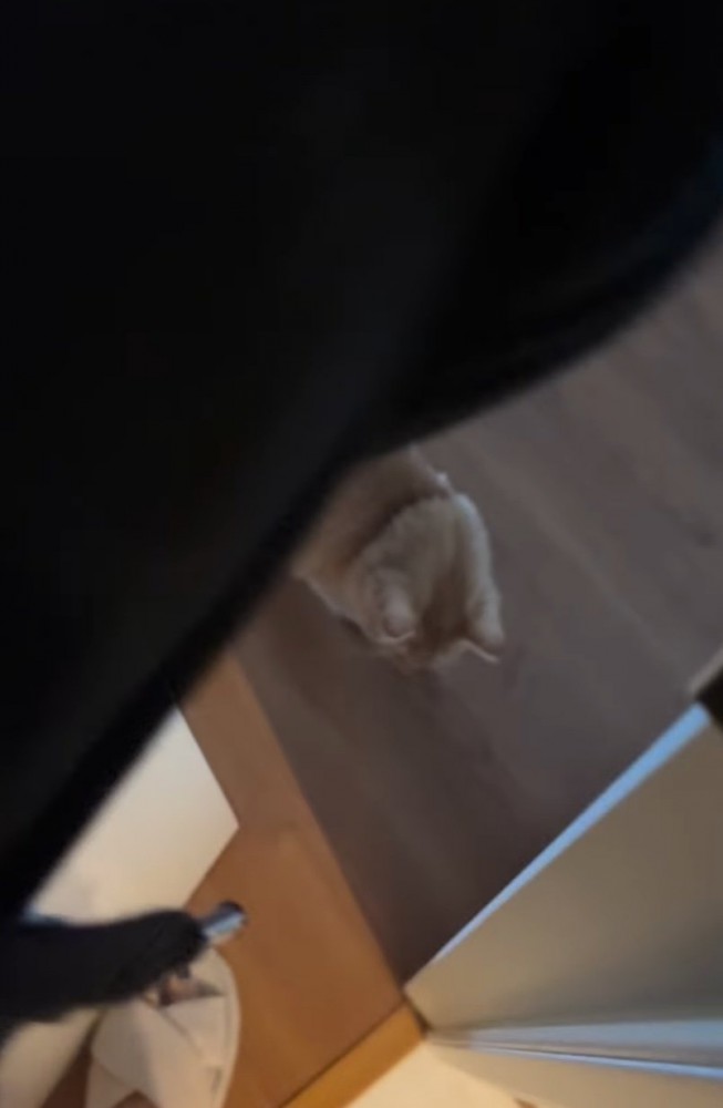 ドアの隙間から見える猫