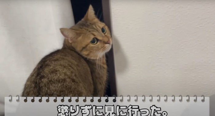 窓と猫