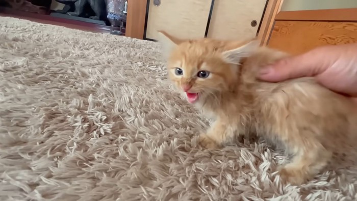 威嚇する子猫