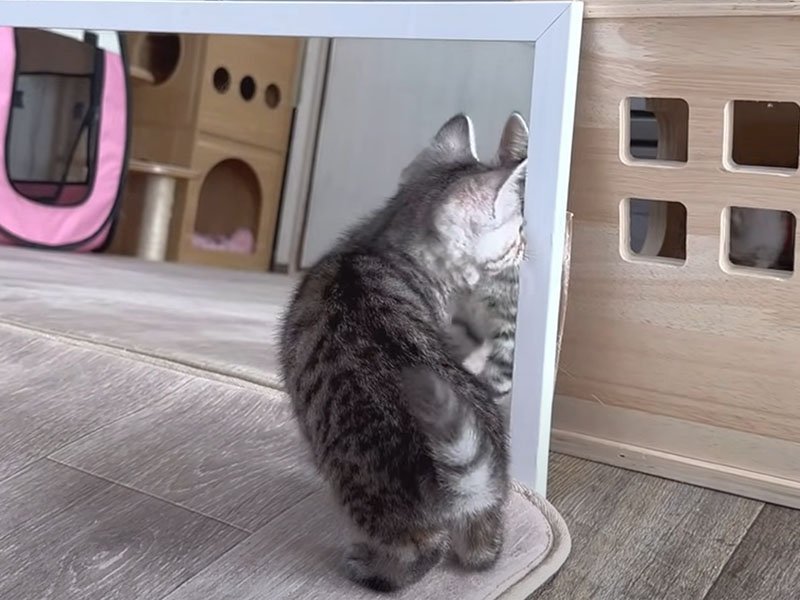 鏡のふちを見る子猫