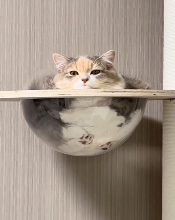 キャットタワーで休む猫