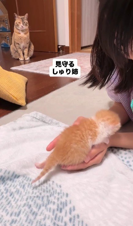 子猫を見守る猫