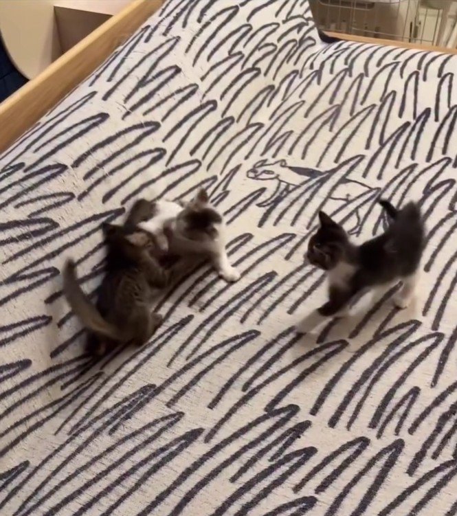 遊んでいる子猫たち