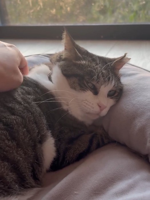 肩をマッサージされる猫