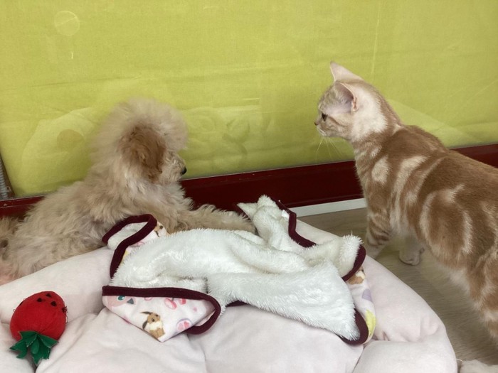 犬と向かい合う猫