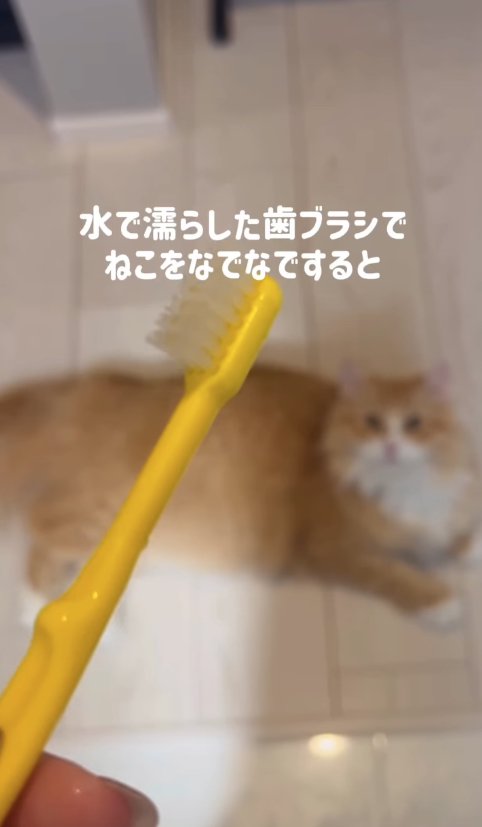 黄色い歯ブラシとピントがボケた猫