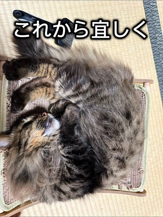 丸くなって寝ている猫