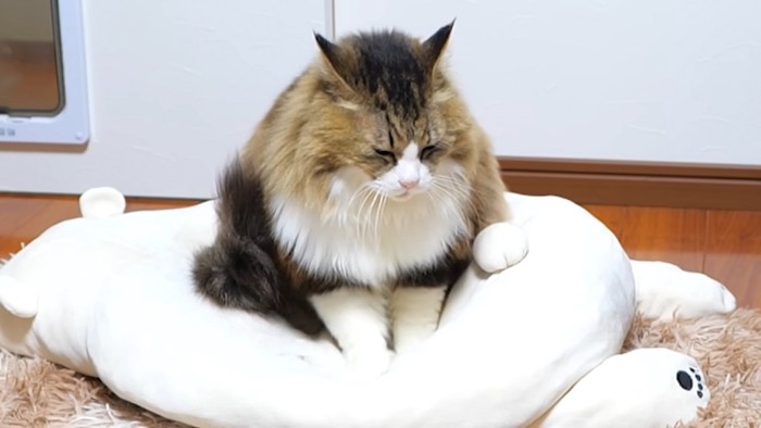 クッションに乗る猫