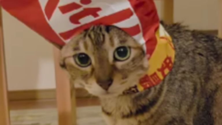 お菓子の袋を被っている猫