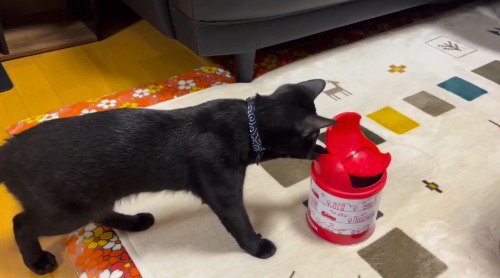 ゴミ箱の蓋にパンチする猫