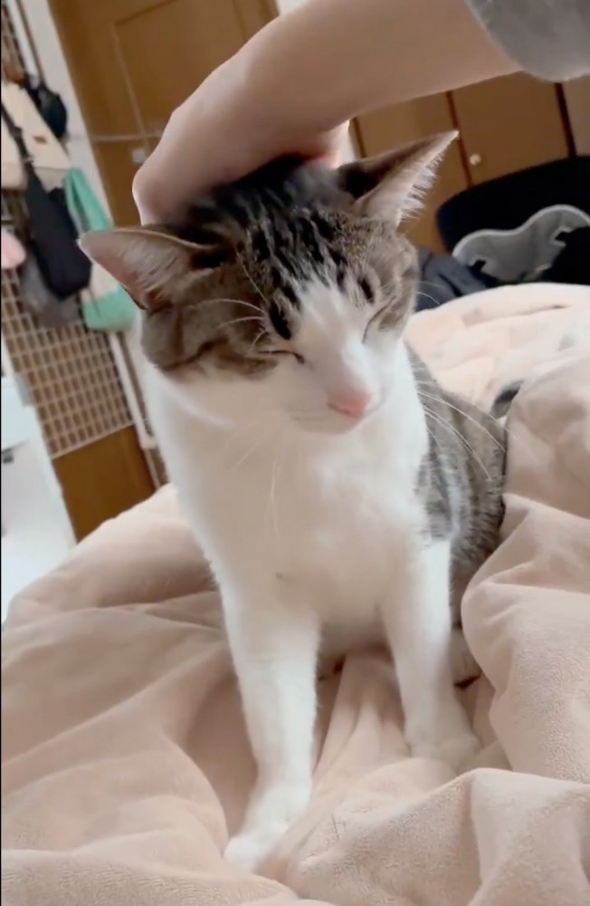 眠そうな猫
