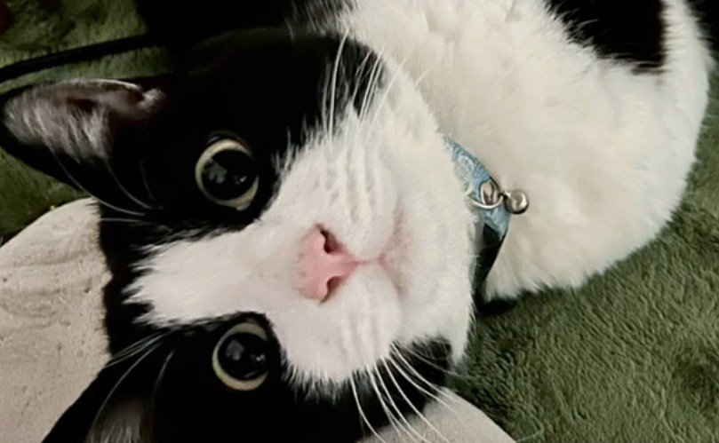 ハチワレ成猫（アップ）