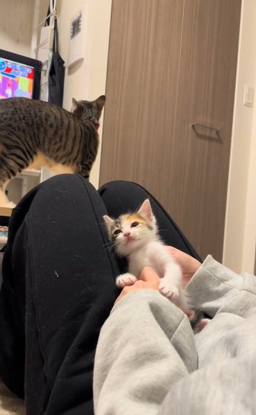 膝によりかかって座っている三毛の子猫