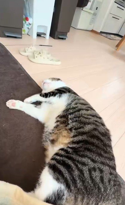 横になって眠る猫の全身