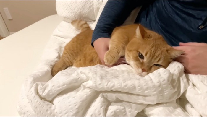 男性にお腹を撫でられる茶トラ猫