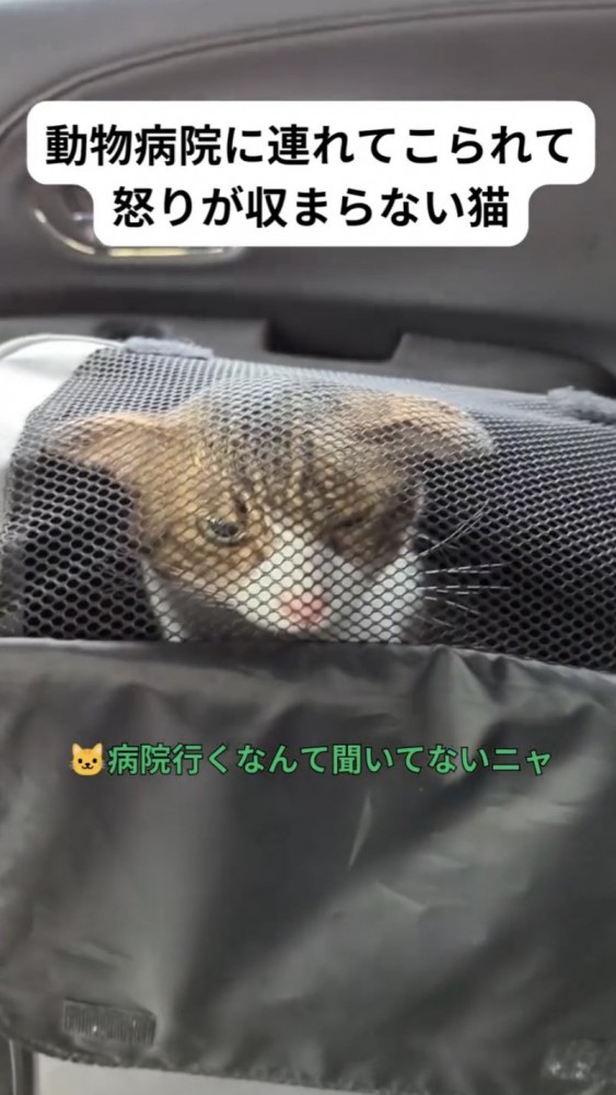 キャリーバッグの中にいる猫