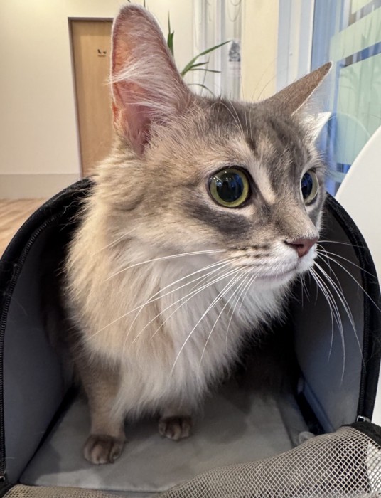 キャリーの中の猫