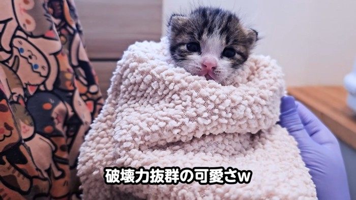 毛布にくるまる子猫