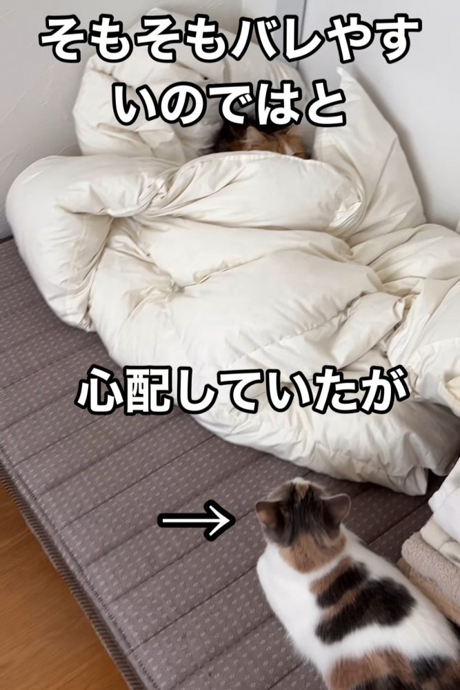 布団の中にいる猫を見ている猫