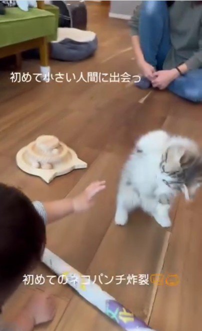子猫を触ろうとしている赤ちゃん