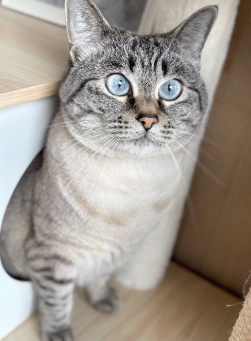 穴から出ている猫