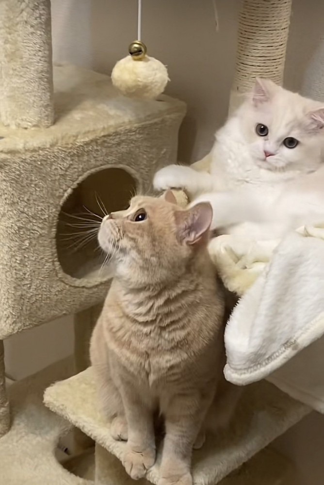 キャットタワーに座るマンチカンとミヌエット