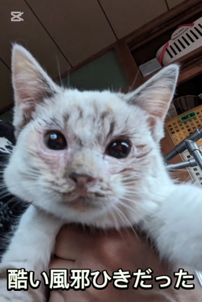 抱っこされる猫の顔