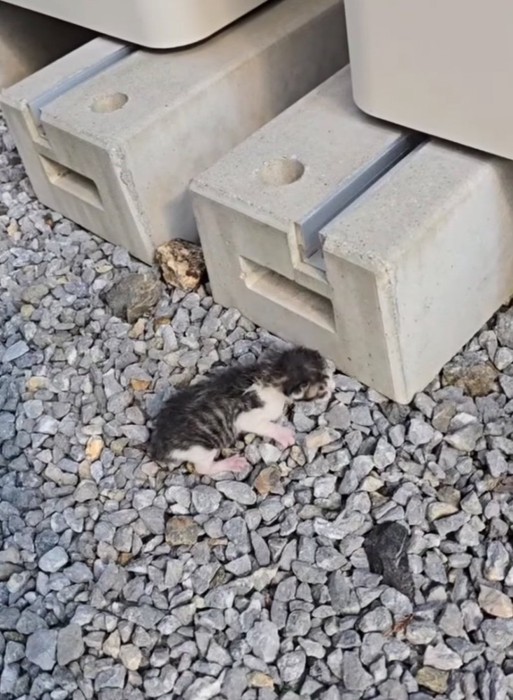 屋外にいる赤ちゃん猫2