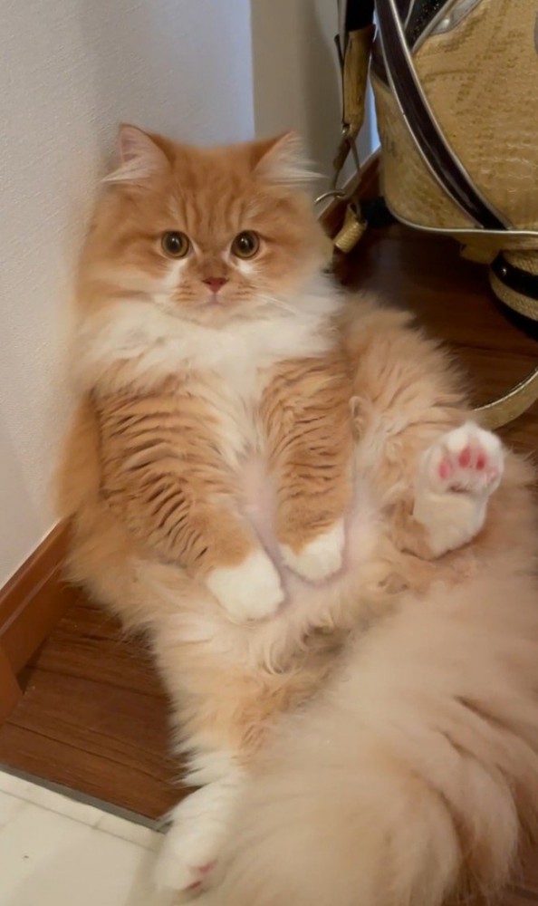 仰向けの猫