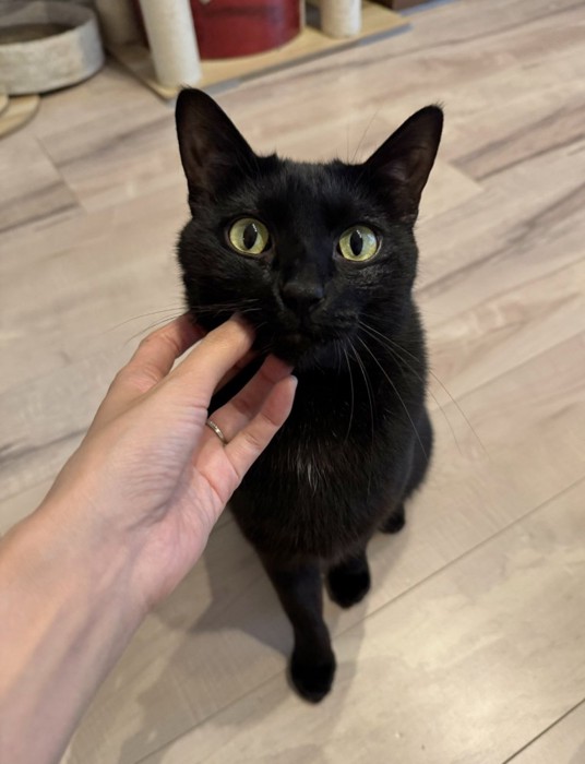 正面を見る黒猫