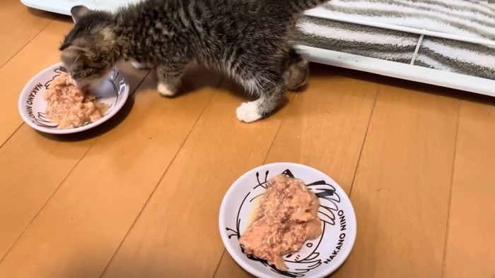 ウェットフードを食べる子猫