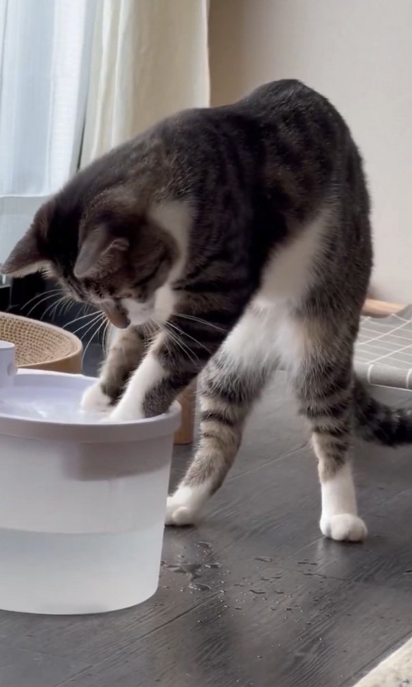 二本足で立つ猫