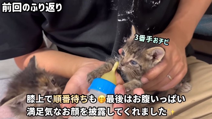 ミルクを飲む子猫