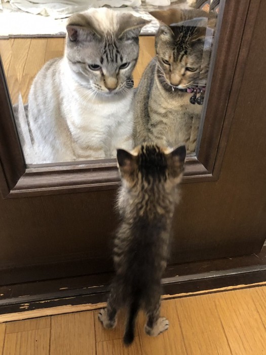 子猫をドア越しに見る2匹の猫