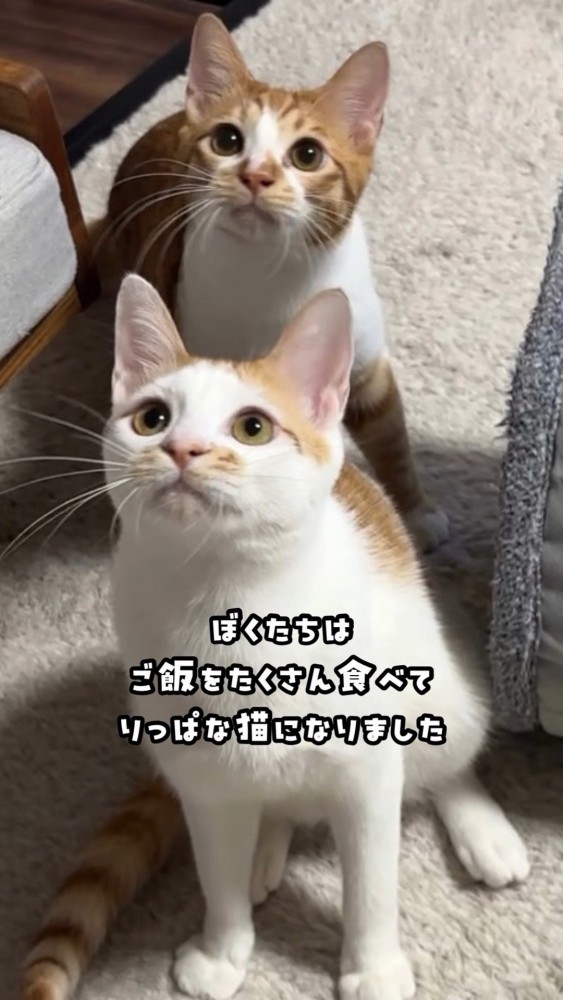 見上げる2匹の猫