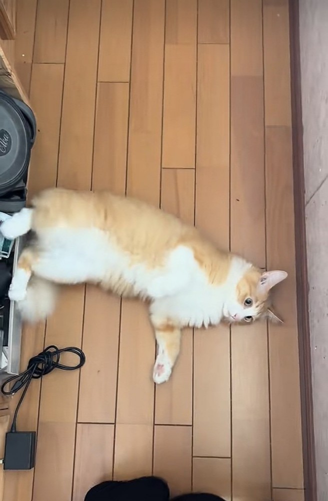 飼い主さんの前に寝転がる茶白猫