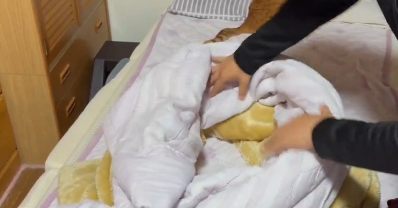 ベッドメイクする飼い主さん