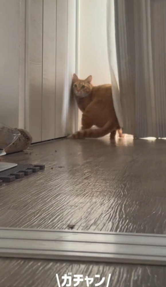 振り返る猫