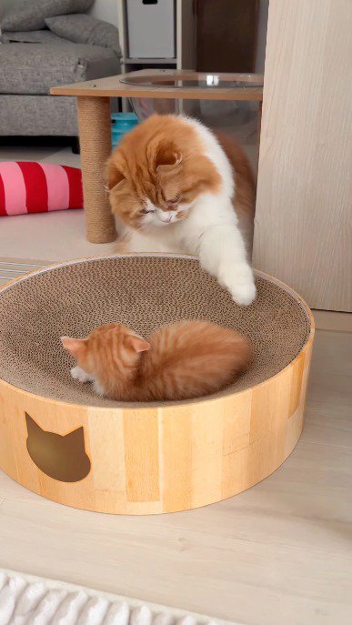 左前足を子猫に近づける成猫