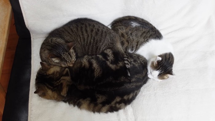 丸くなって寝る3匹の猫