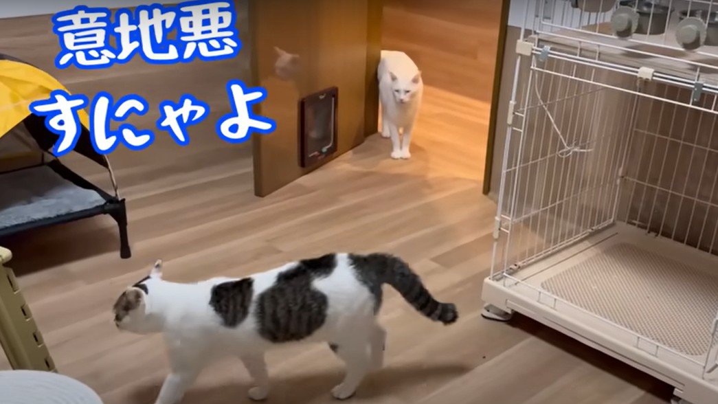 新入り猫とボス猫