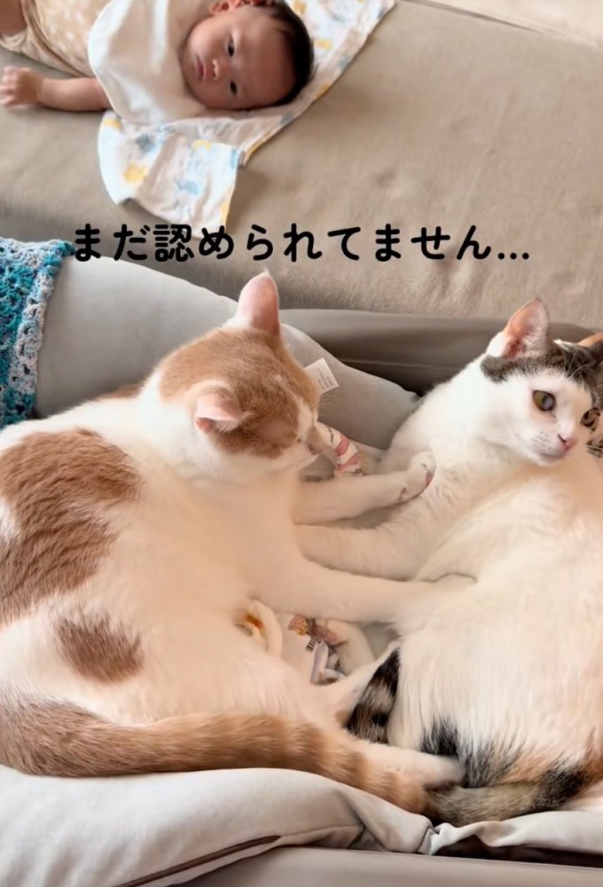 ベッドを揺らす猫