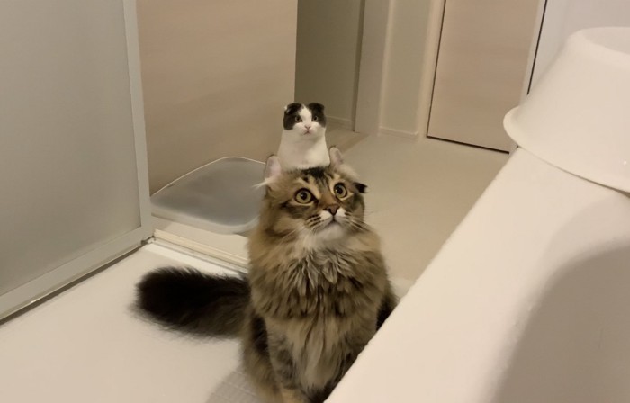 ビービちゃんとミルちゃん