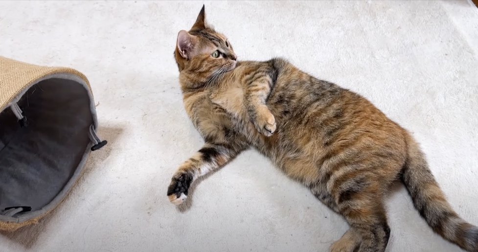 床に寝転がって右側を見る猫