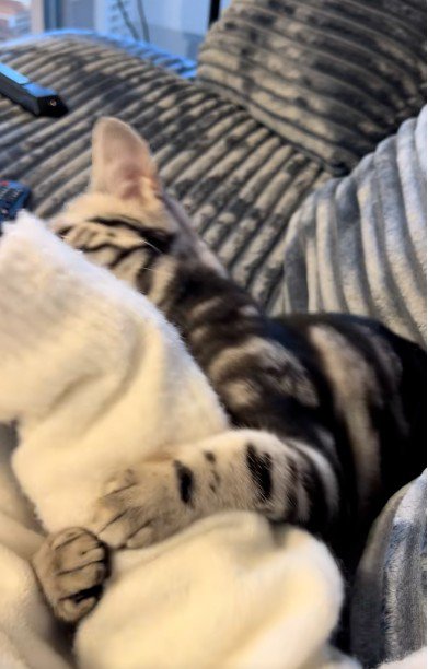 人の腕に抱き着いている猫