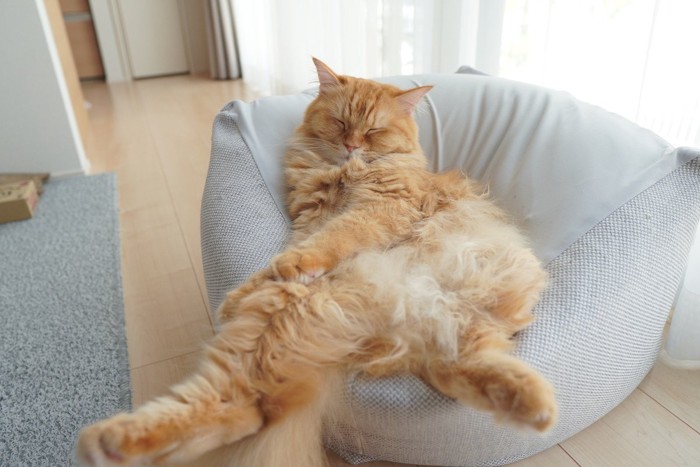 ベッドでヘソ天する猫