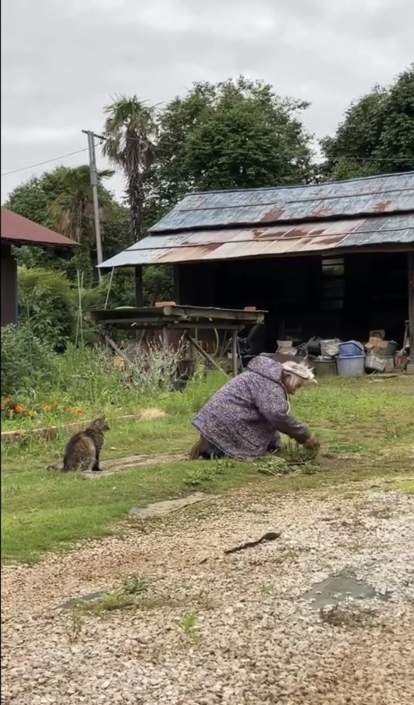 おばあちゃんの背中を見る猫