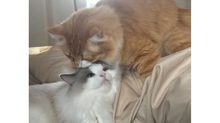 室内にいる猫