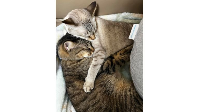 寝ている猫たち