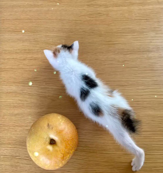 梨の隣を歩く子猫